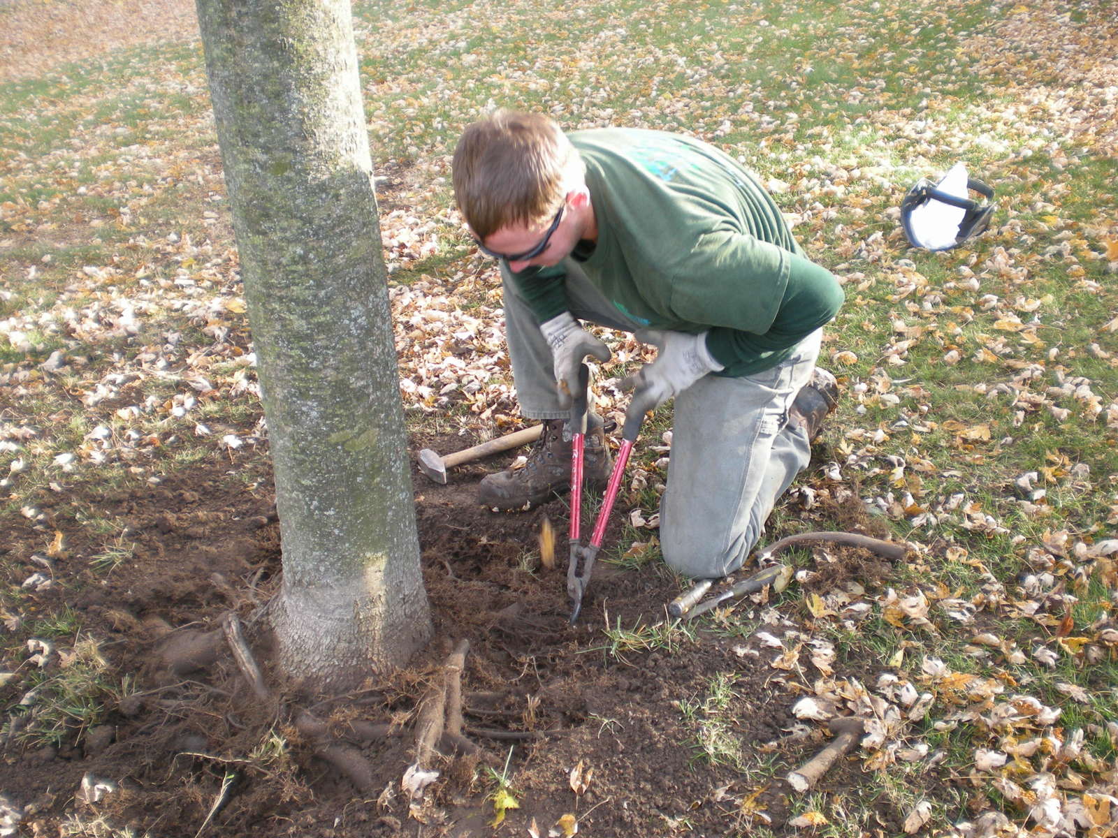 Root Excavation